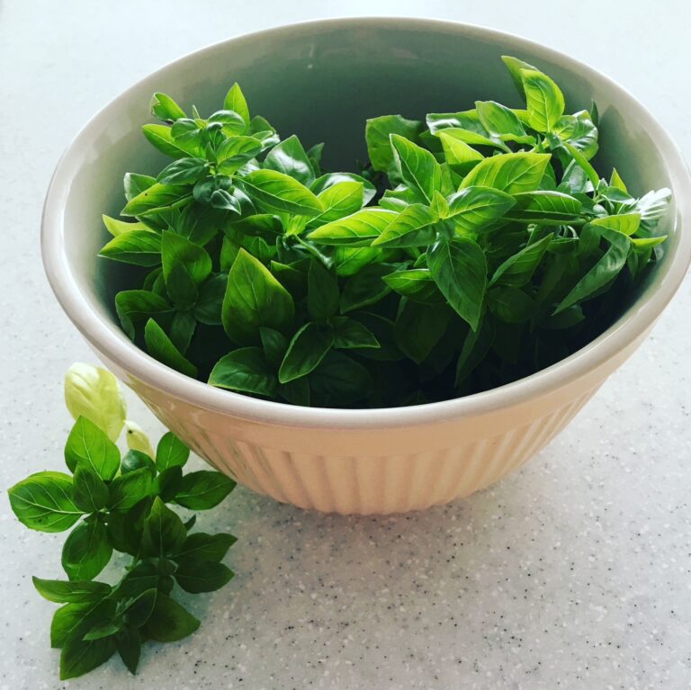 The Sweet Herb of Basil